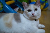 ペットの写真