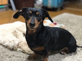 ペットの写真