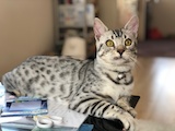 ペットの写真