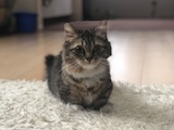 ペットの写真